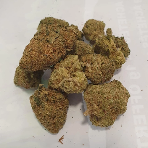 Gorilla US